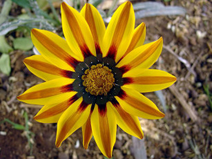 Картинка цветы газания