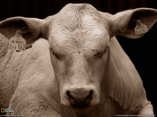 Картинка животные коровы буйволы