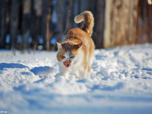 Картинка животные коты