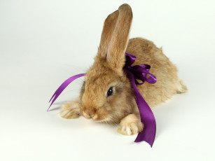 Картинка животные кролики зайцы