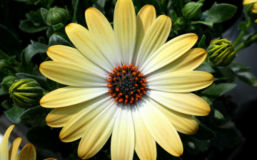 Картинка цветы диморфотеки