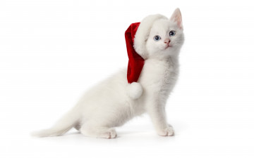 Картинка животные коты