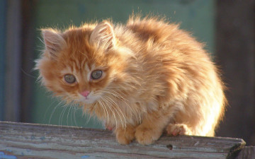 Картинка животные коты