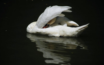 Картинка животные лебеди