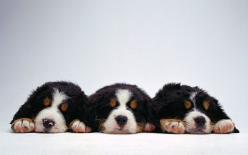 Картинка животные собаки