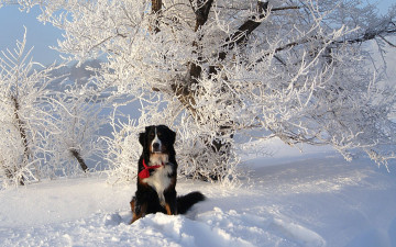 Картинка животные собаки