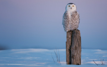 Картинка животные совы