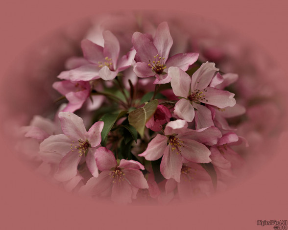 Обои картинки фото цветы, цветущие, деревья, кустарники