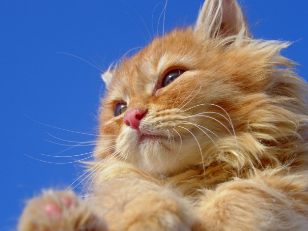 Обои картинки фото животные, коты