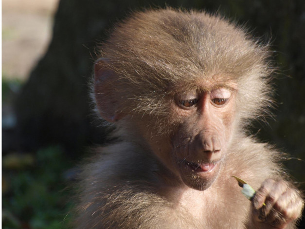 Обои картинки фото животные, обезьяны