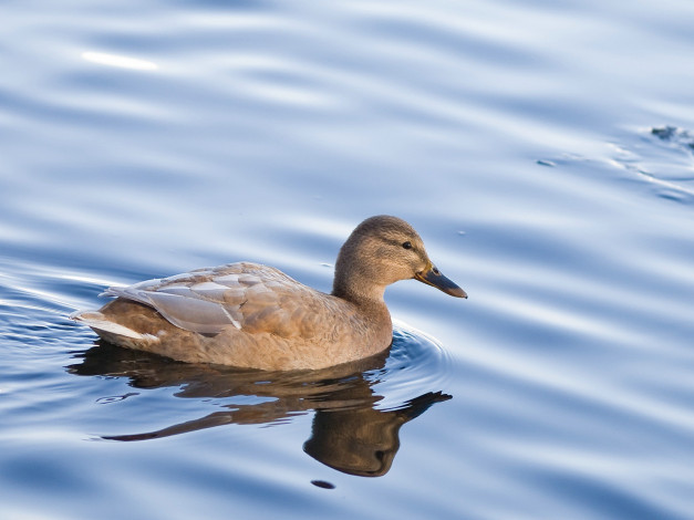 Обои картинки фото животные, утки