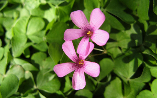 Обои картинки фото цветы