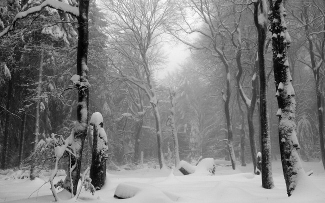 Обои картинки фото природа, зима