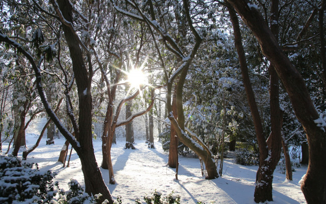 Обои картинки фото природа, зима