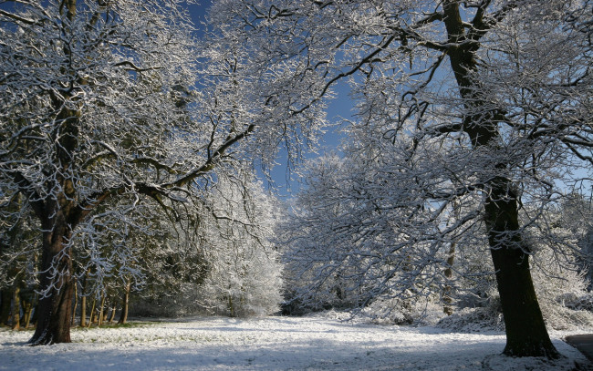 Обои картинки фото природа, зима