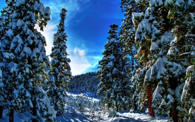 Обои картинки фото природа, зима