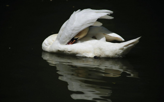 Обои картинки фото животные, лебеди