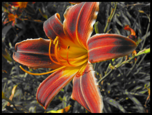 Картинка цветы лилии лилейники лепестки