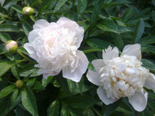 Картинка цветы пионы белые после дождя