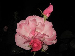 Картинка цветы розы бутон