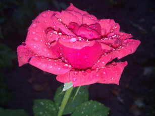 Картинка цветы розы капли