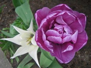 Картинка цветы тюльпаны сиреневый