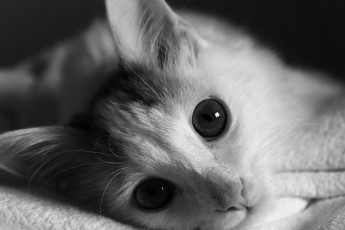 Картинка животные коты кот кошка глаза взгляд