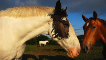 Картинка животные лошади ревность
