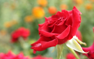 Картинка цветы розы красная