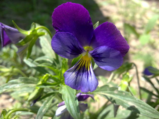 Обои картинки фото цветы, анютины, глазки, садовые, фиалки, синий