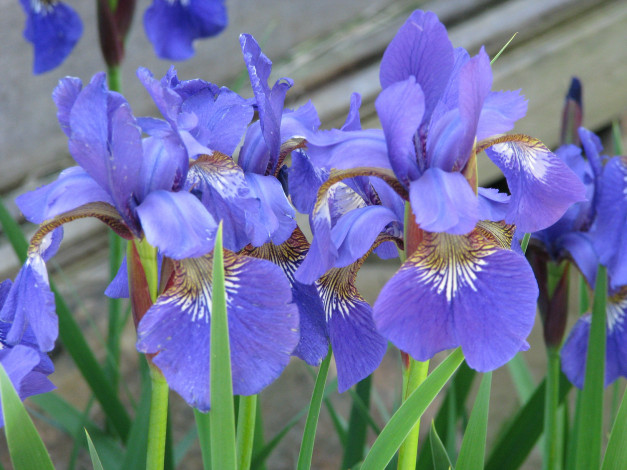 Обои картинки фото цветы, ирисы, лепестки