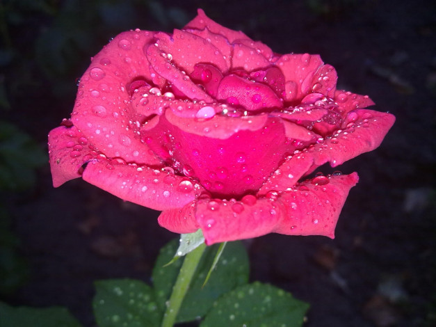 Обои картинки фото цветы, розы, капли