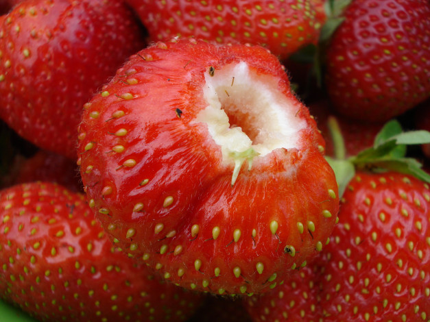 Обои картинки фото еда, клубника, земляника, ягоды