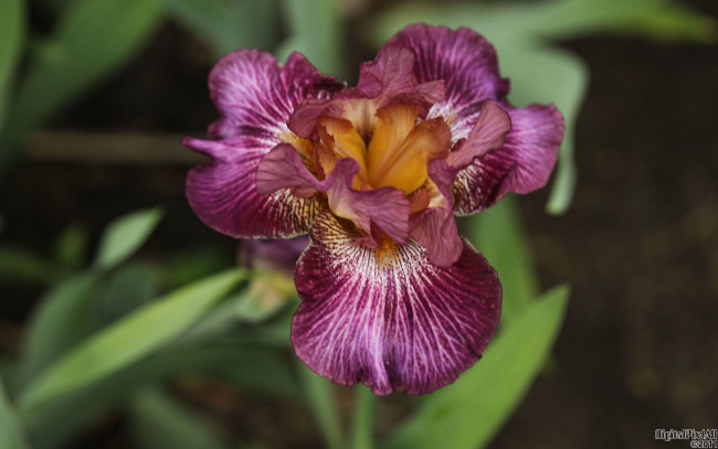 Обои картинки фото цветы, ирисы, лепестки