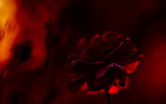 Обои картинки фото цветы, лепестки