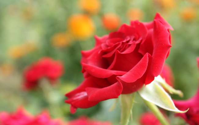 Обои картинки фото цветы, розы, красная