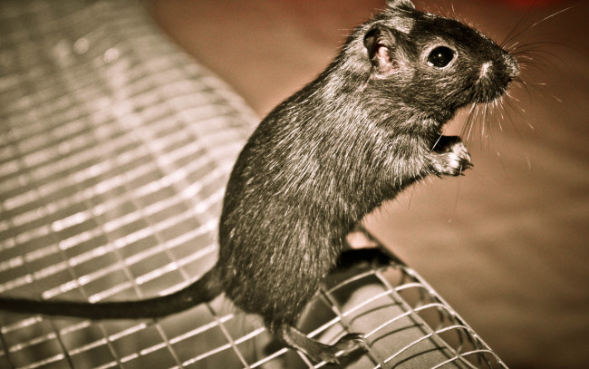 Обои картинки фото животные, крысы, мыши, хвост