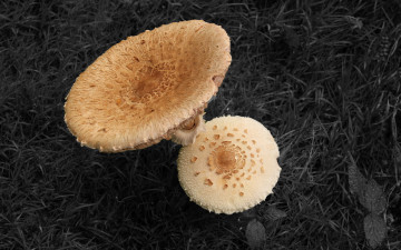 Картинка природа грибы