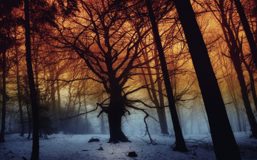 Картинка природа лес деревья