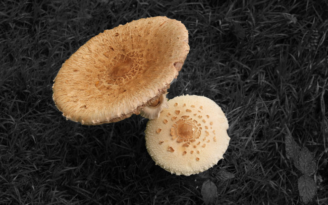 Обои картинки фото природа, грибы