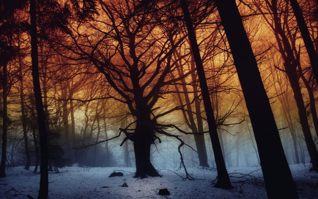 Обои картинки фото природа, лес, деревья