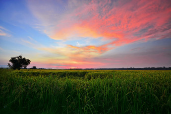 Картинка природа поля поле рассвет