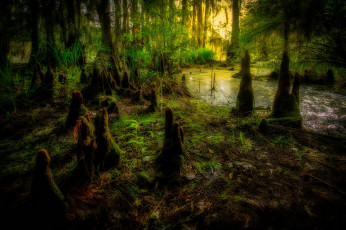 Картинка природа лес вода