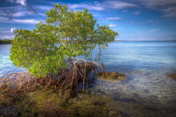 Картинка природа побережье океан куст