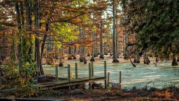 Картинка природа реки озера лес болото мостик