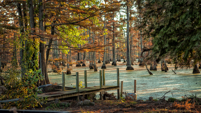 Обои картинки фото природа, реки, озера, лес, болото, мостик