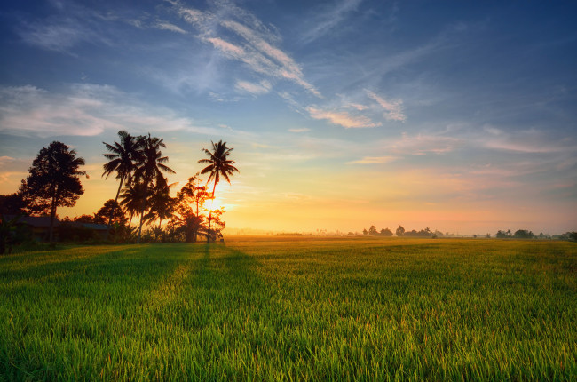 Обои картинки фото природа, восходы, закаты, поле, рассвет