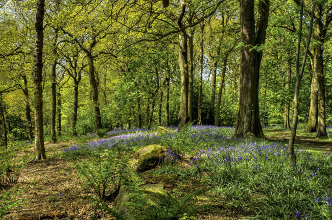 Обои картинки фото природа, лес, поляна