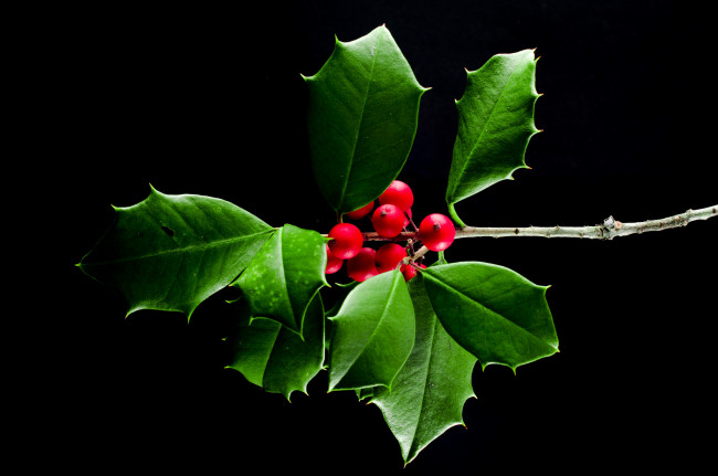 Обои картинки фото природа, Ягоды, ветка, листья, плоды, ягоды, макро