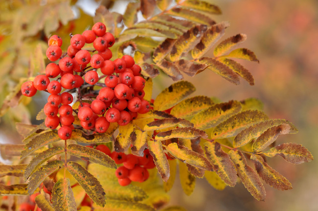 Обои картинки фото природа, Ягоды,  рябина, рябина, кисть
